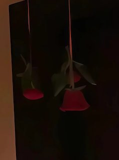 Hanged Red rose