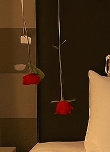 Hanged Red rose